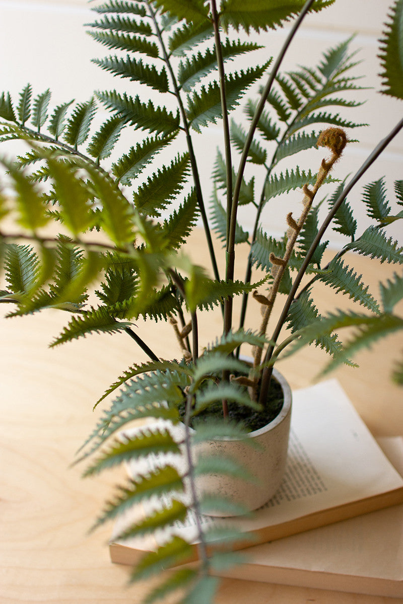 Artificial Fern in Cement Pot