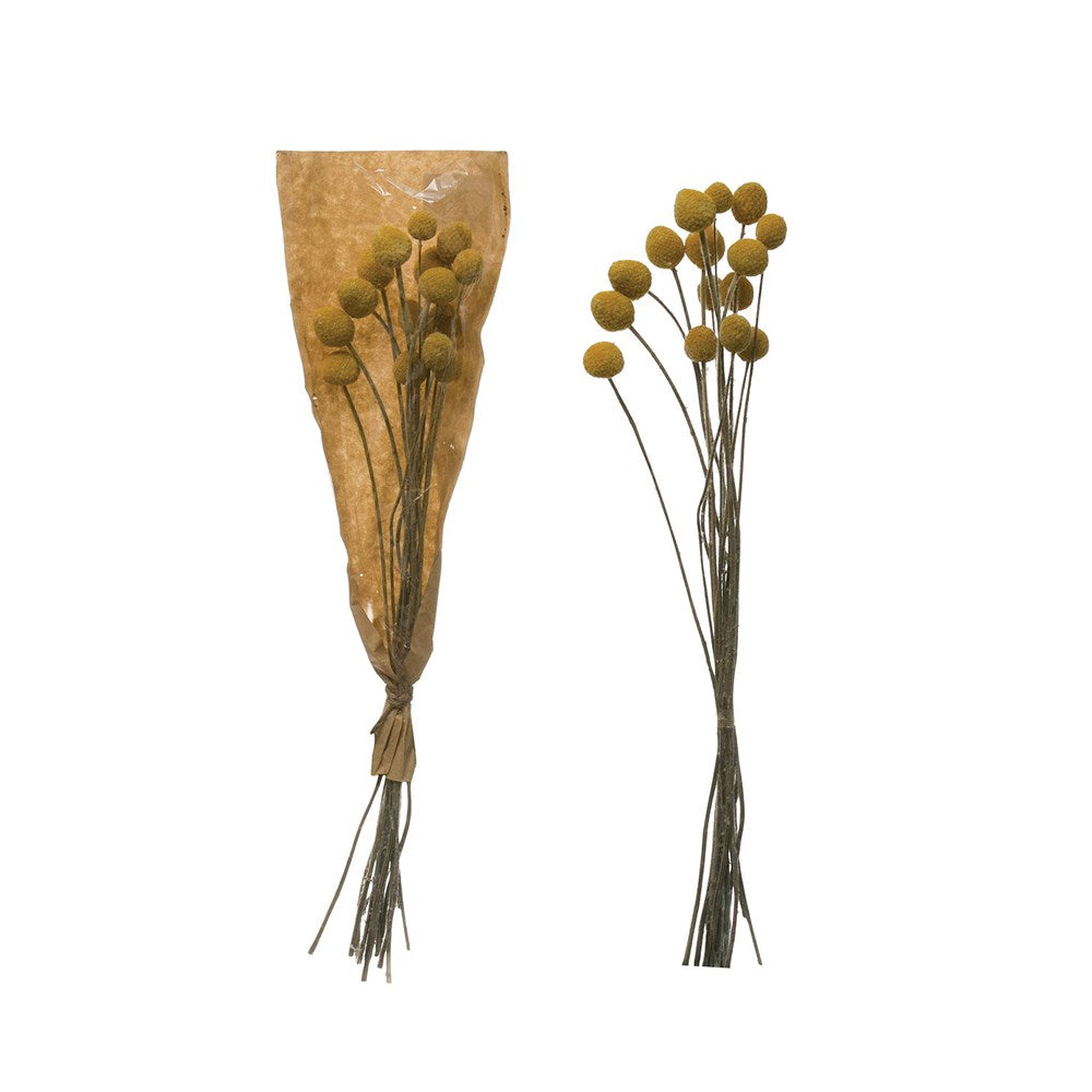 Dried Yellow Craspedia Bunch