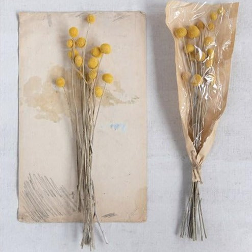 Dried Yellow Craspedia Bunch