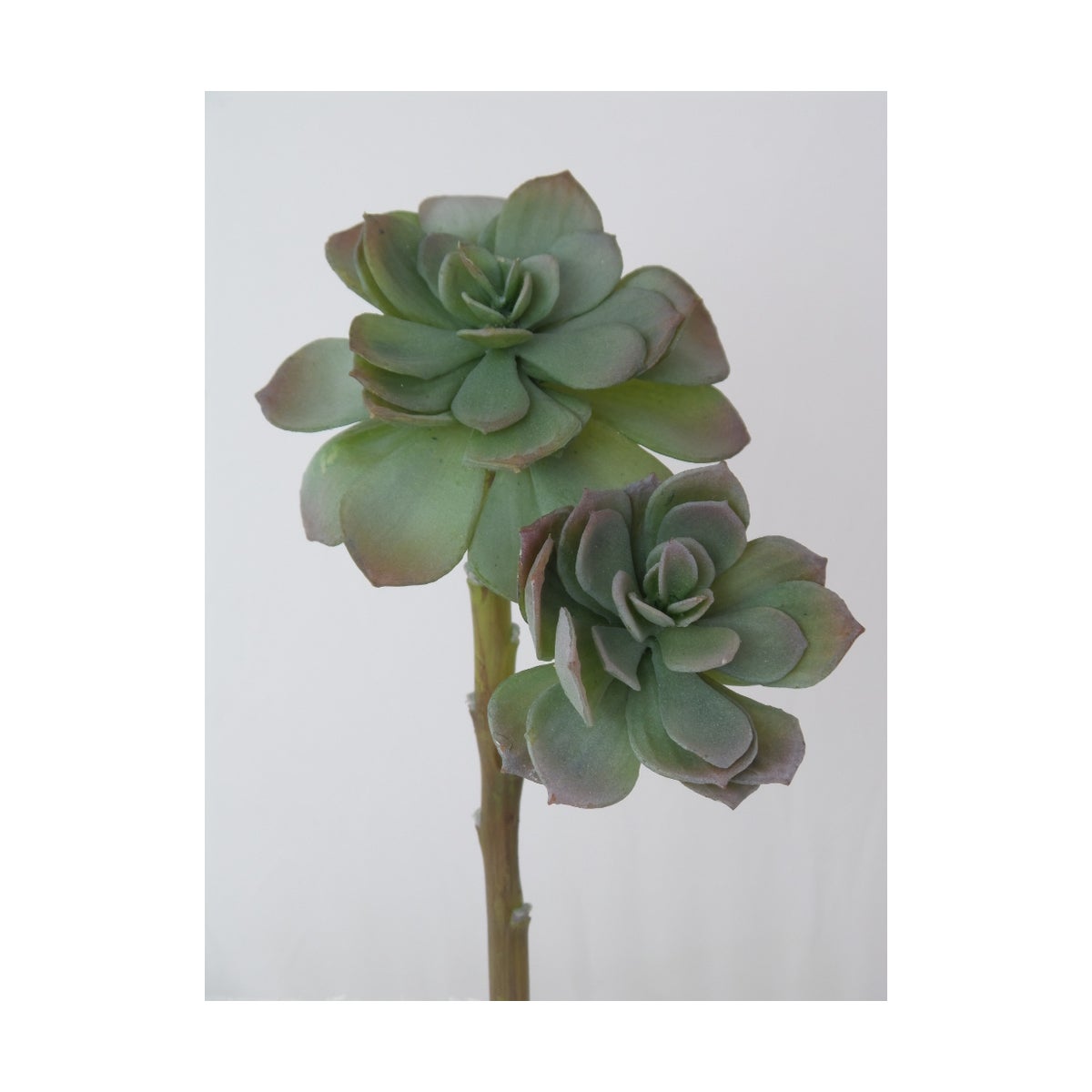 Rosette Succulent