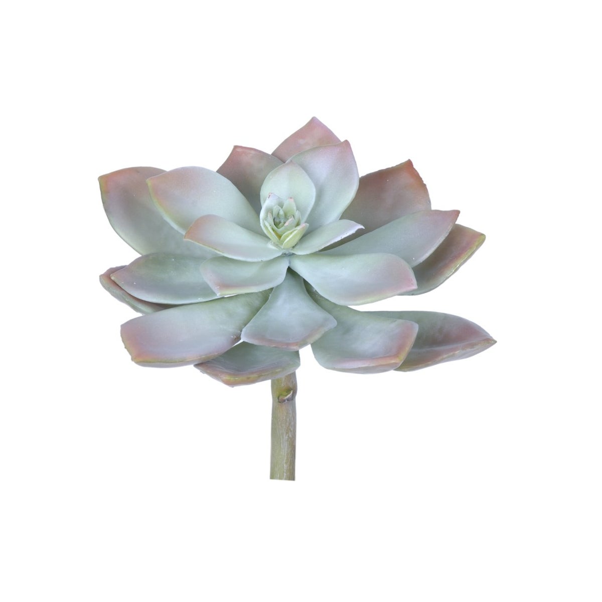 7.5" Echeveria Pulidris - Dusted Pink