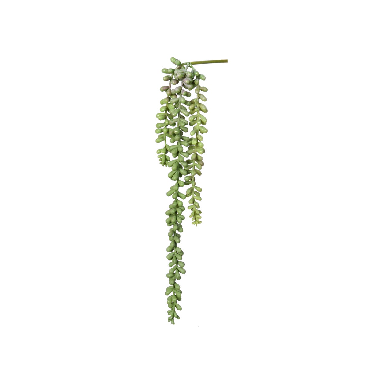 succulent garland String of Pearls Succulent