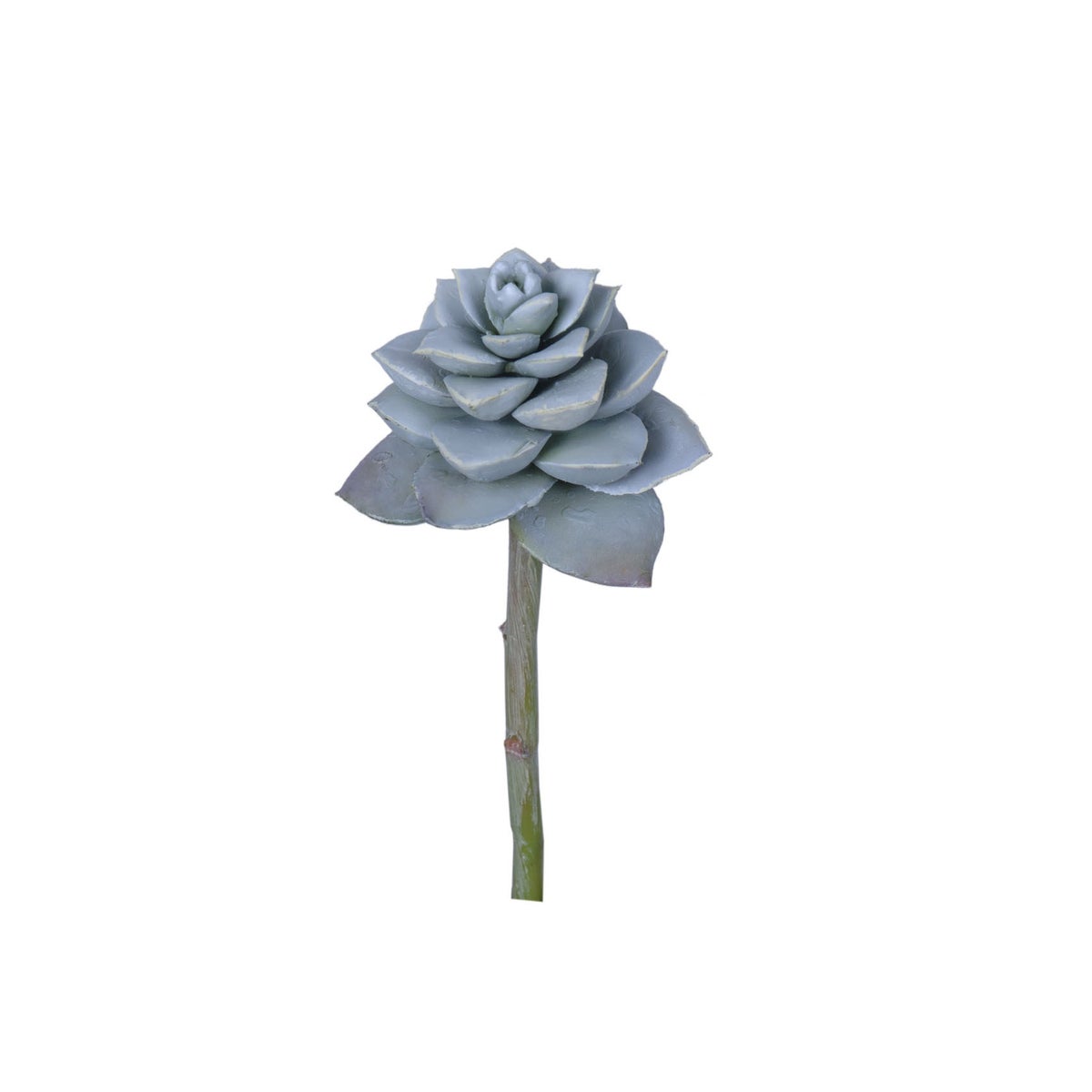 8" Crassula Rupestris Succulent