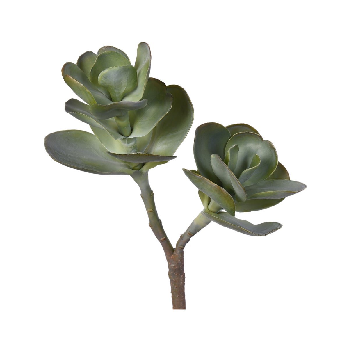 Flocked Succulent
