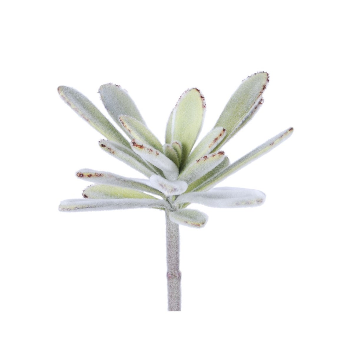 8.5" Panda Succulent