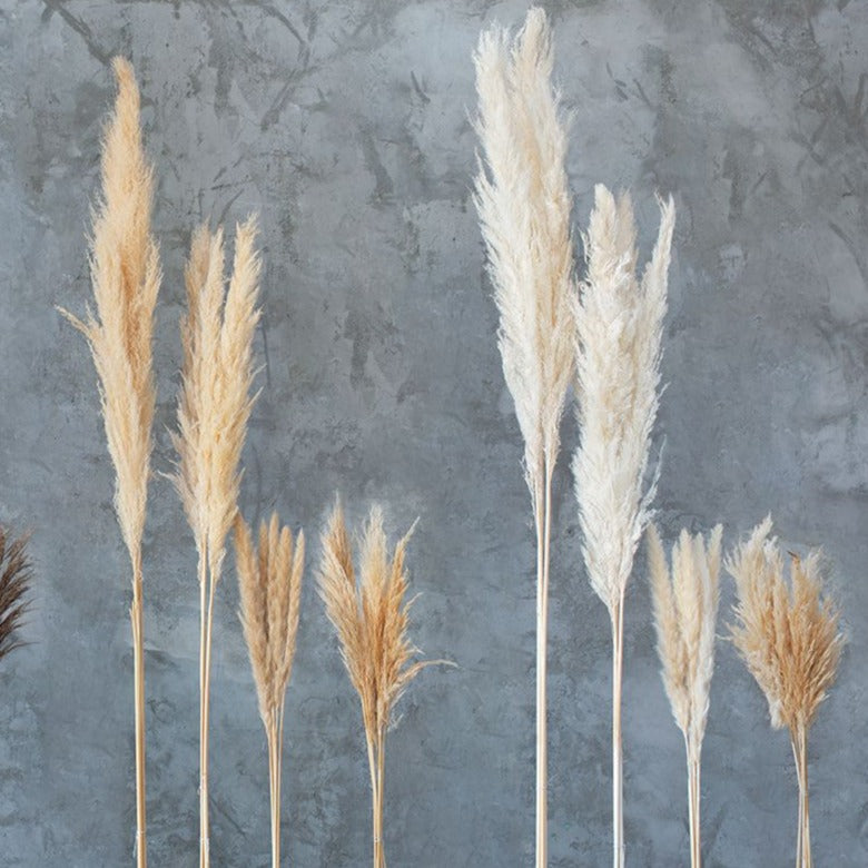 Dried Fluffy Pampas Grass - White