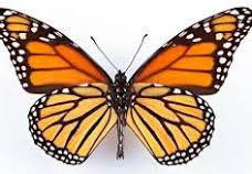 PB0005