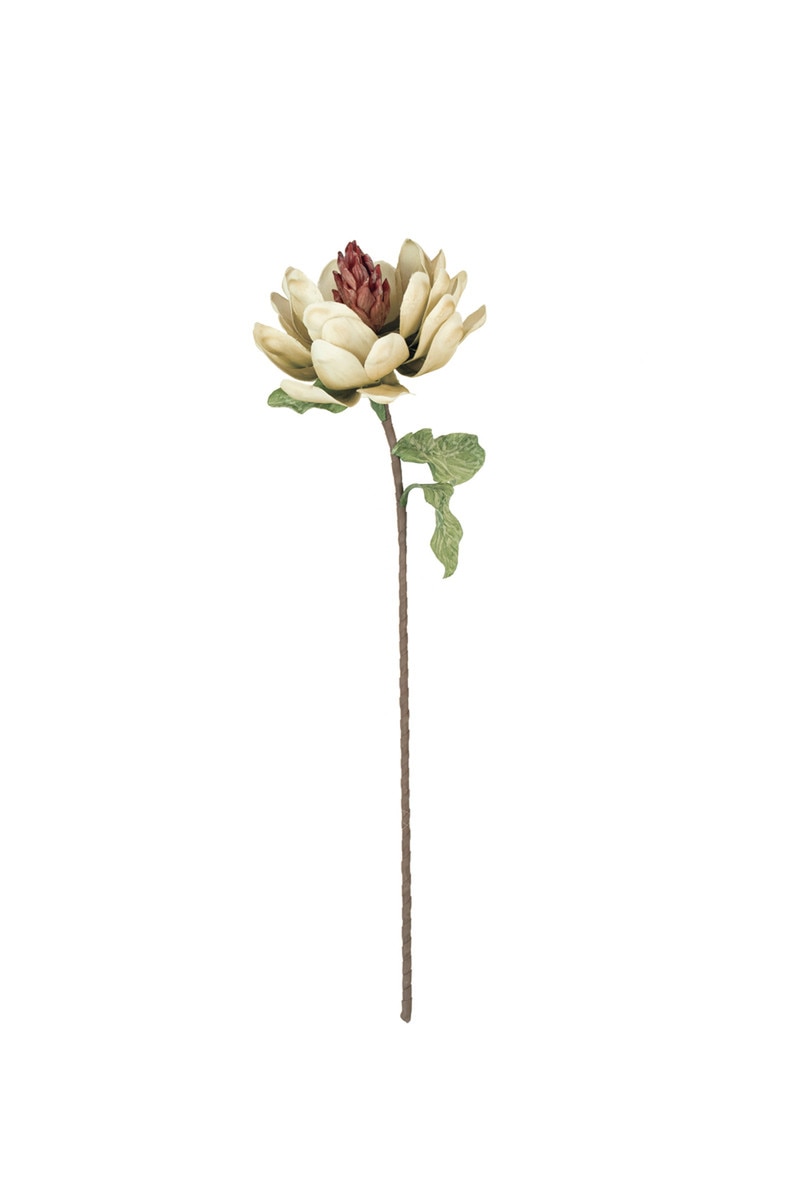 Botanica #3575