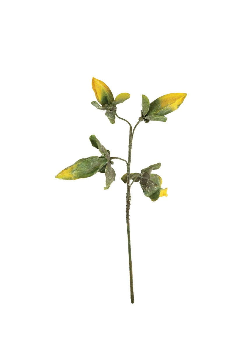 Botanica #2774