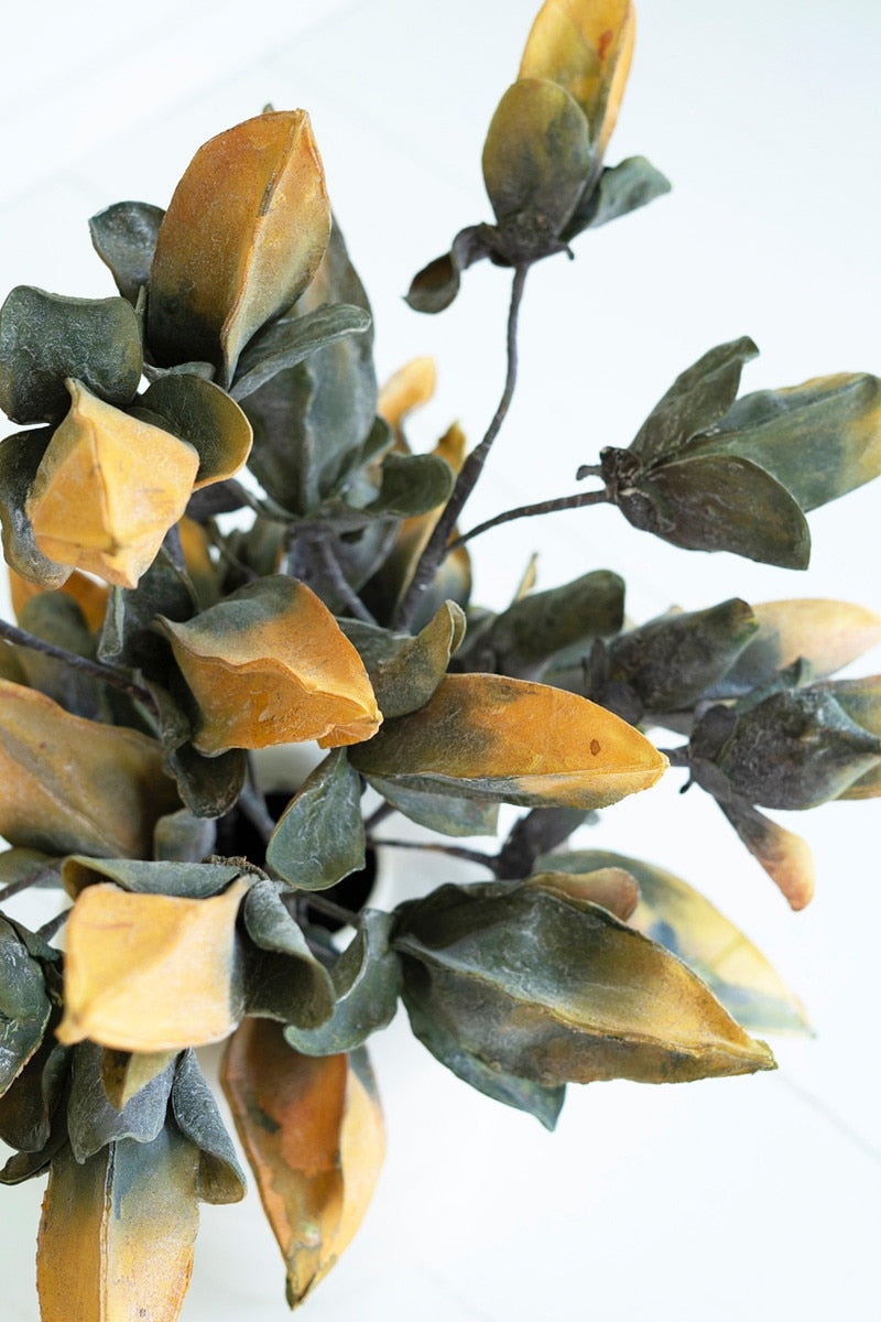 Botanica #2774