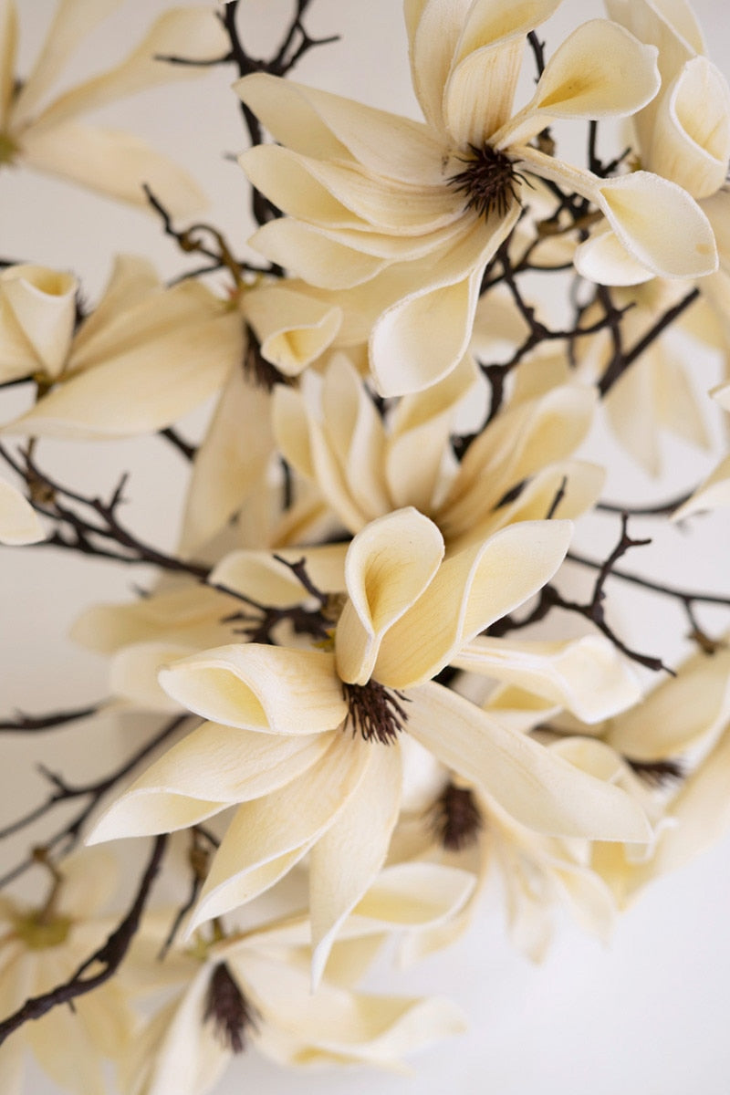 Botanica #2831