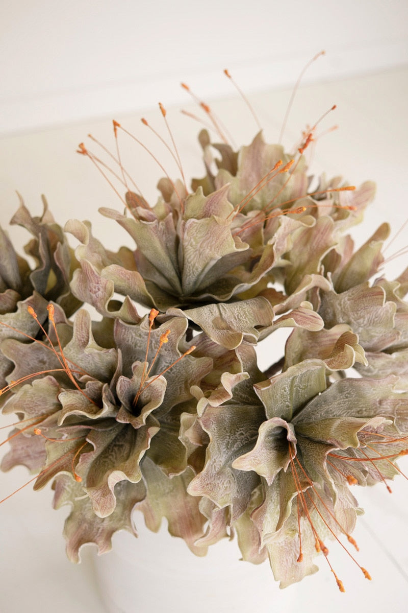 Botanica #2848