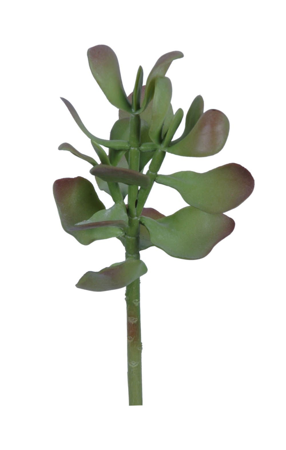Gem Lotus Succulent 10"
