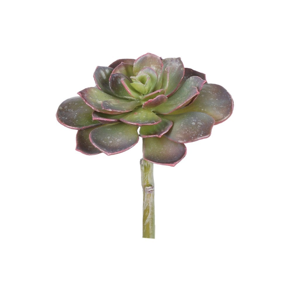 Echeveria Pearl Von Succulent