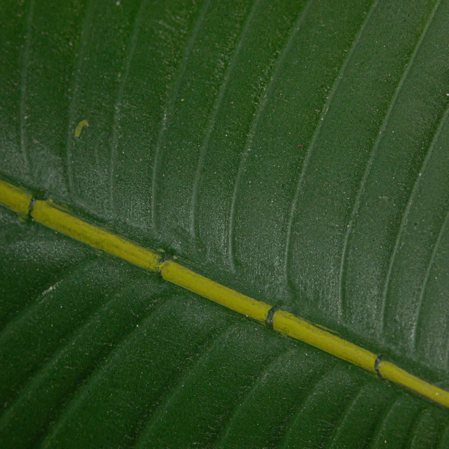 Faux Banana Tree in Plastic Pot