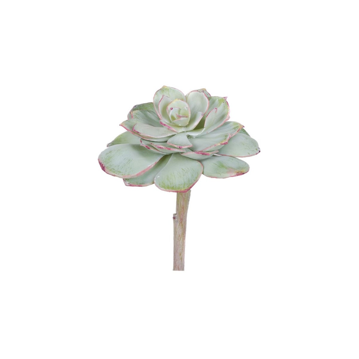 Echeveria Pearl Von Succulent, Green