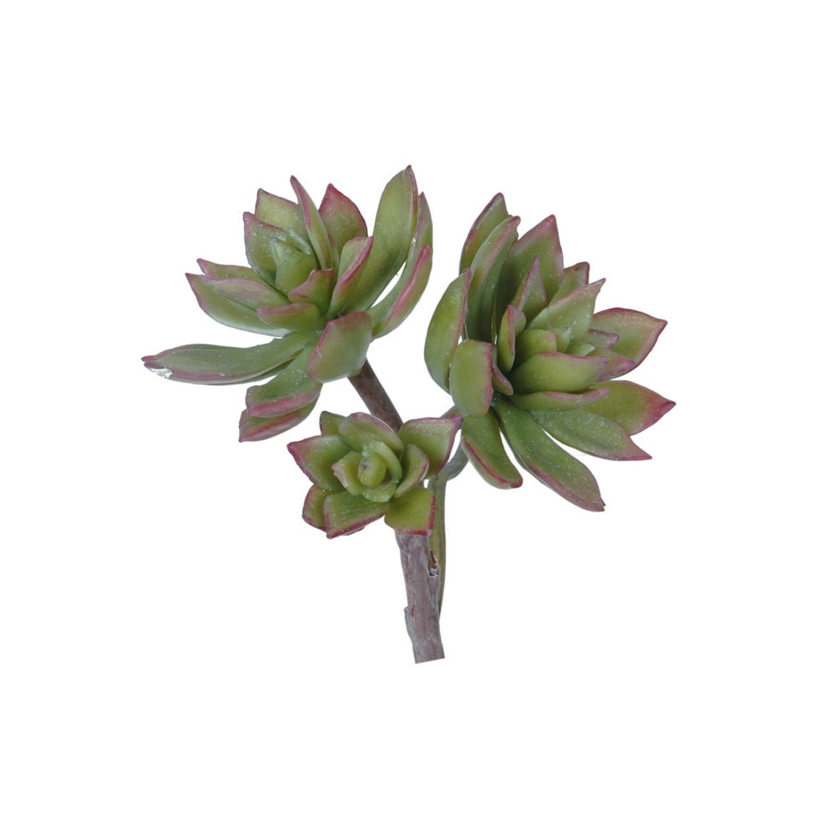 Graptopetalum Paraguayen