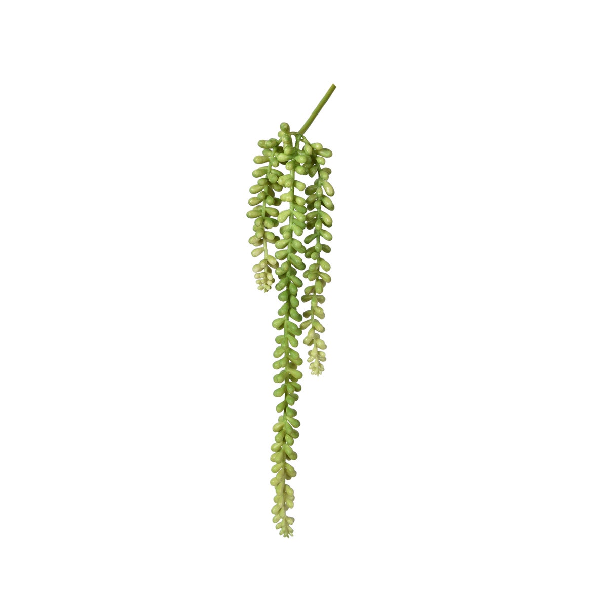String of Pearls Succulent, Light Green