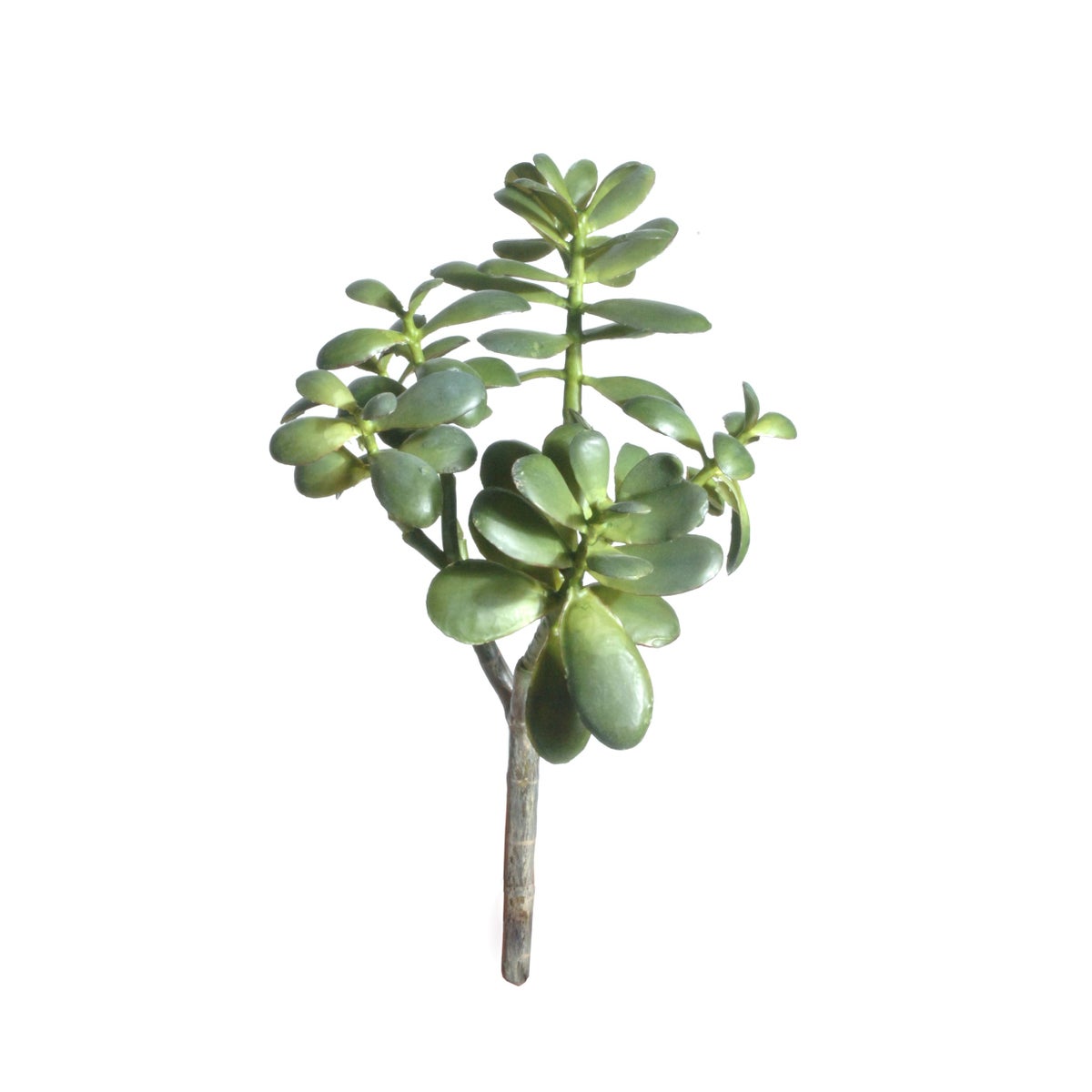 Jade Plant Succulent, Medium