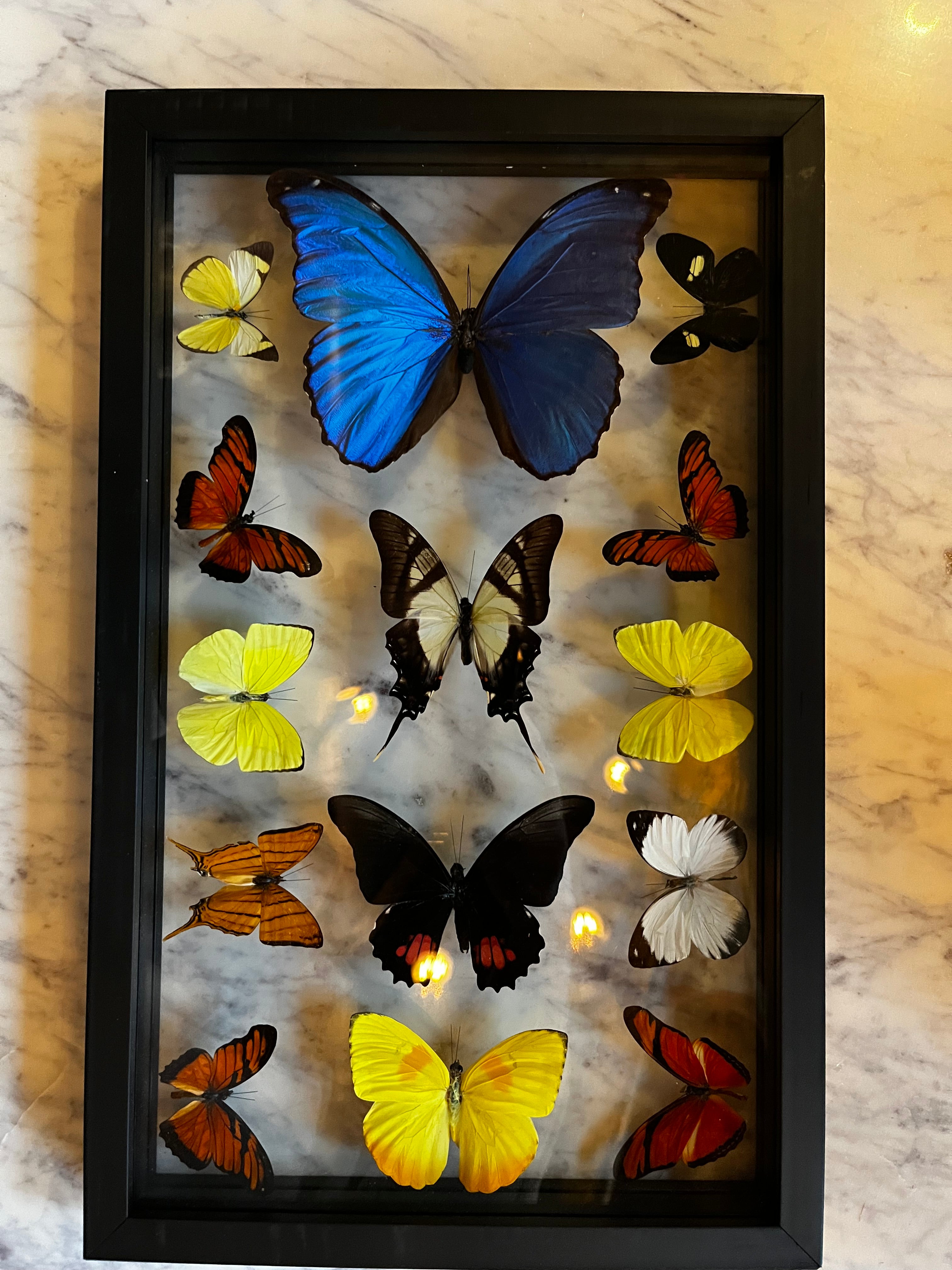 Framed retailer butterfly art