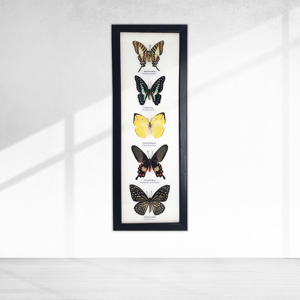 Taxidermy Butterfly Mounted Under Glass, Assorted | 5 Butterflies