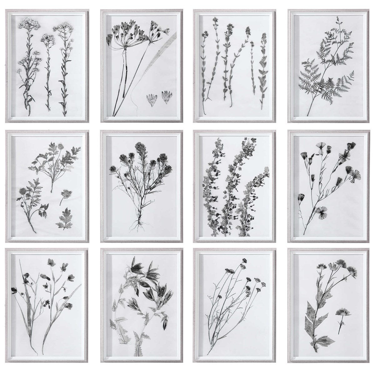 Assorted Black & White Botanical Print