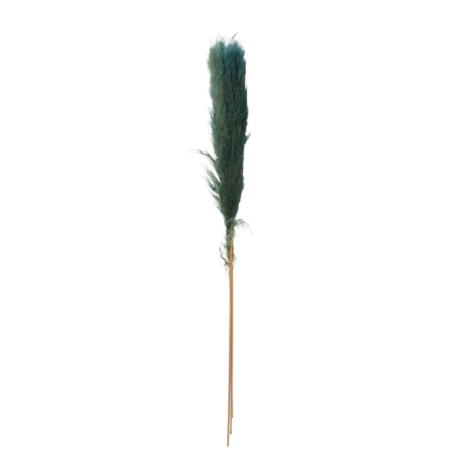 Green/Blue Pampas Grass