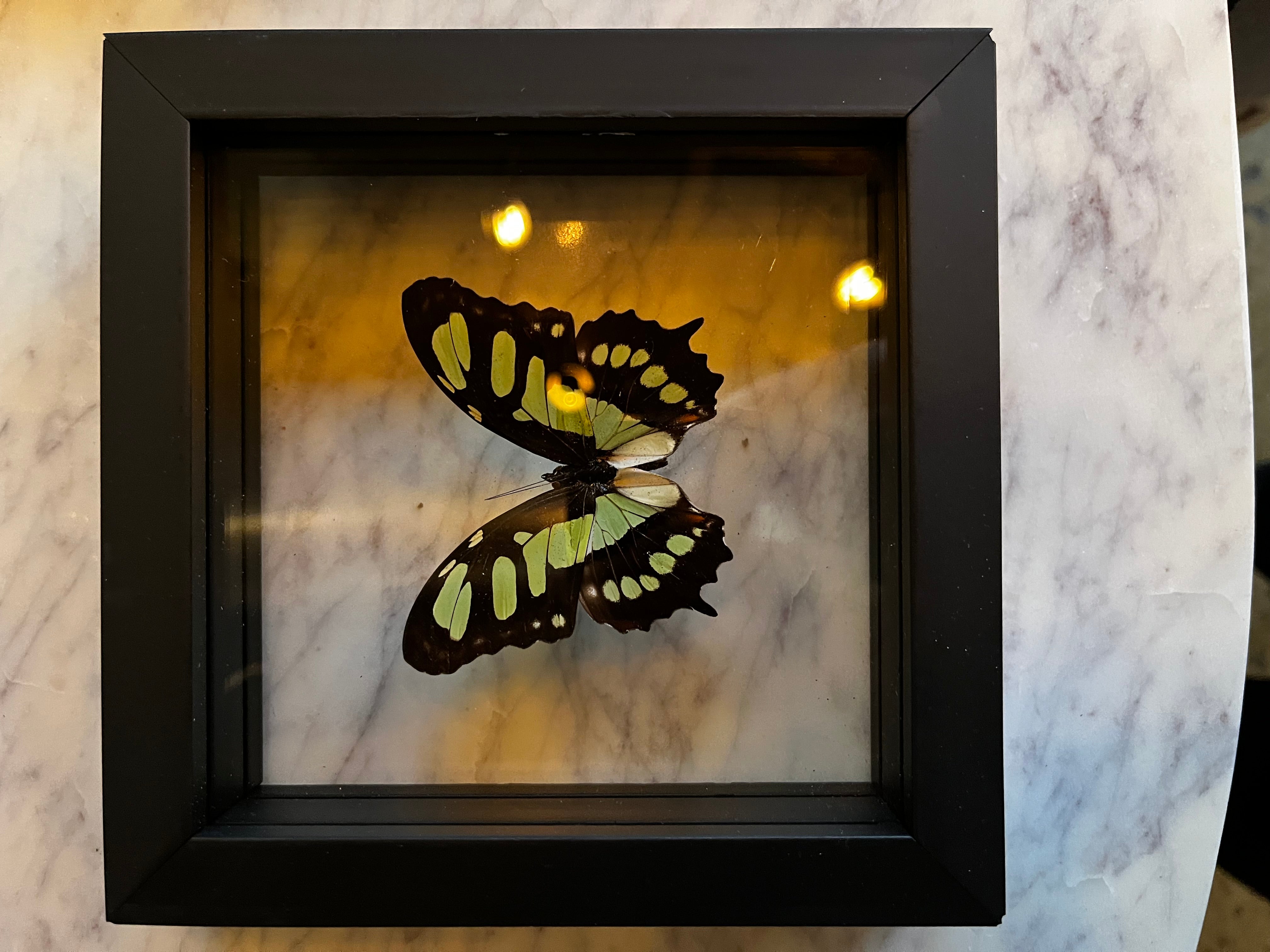 Glass Framed Butterfly