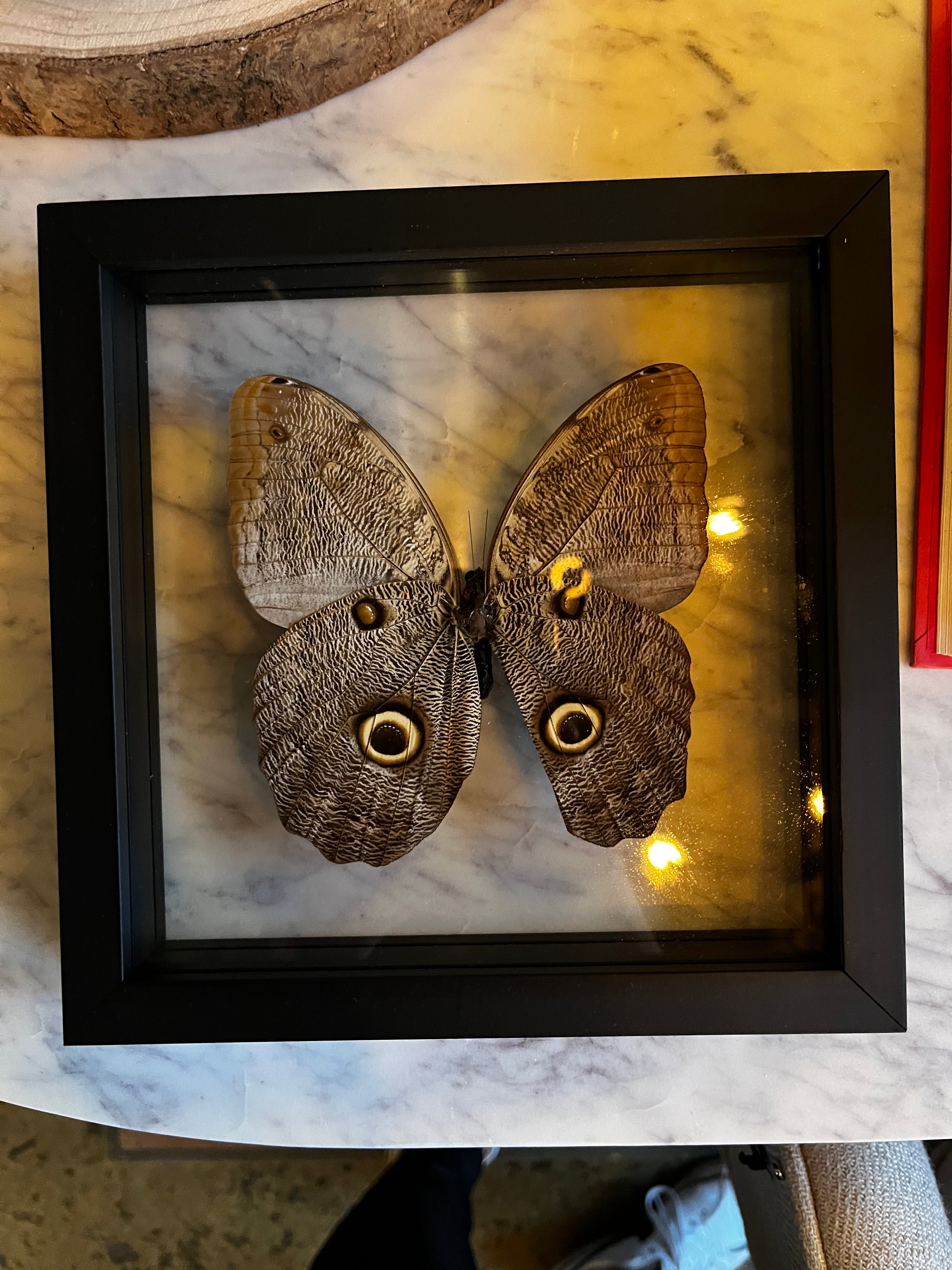 Glass Framed Butterfly