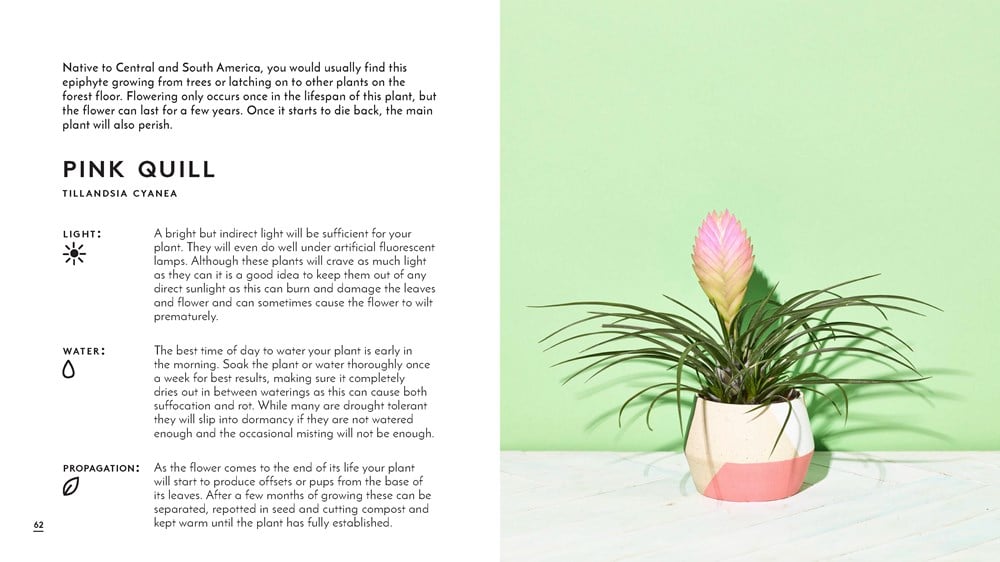 The Little Book of House Plants and Other Greenery