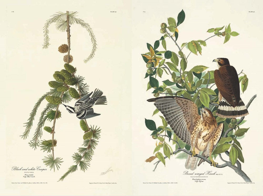 Birds of America by John James Audubon