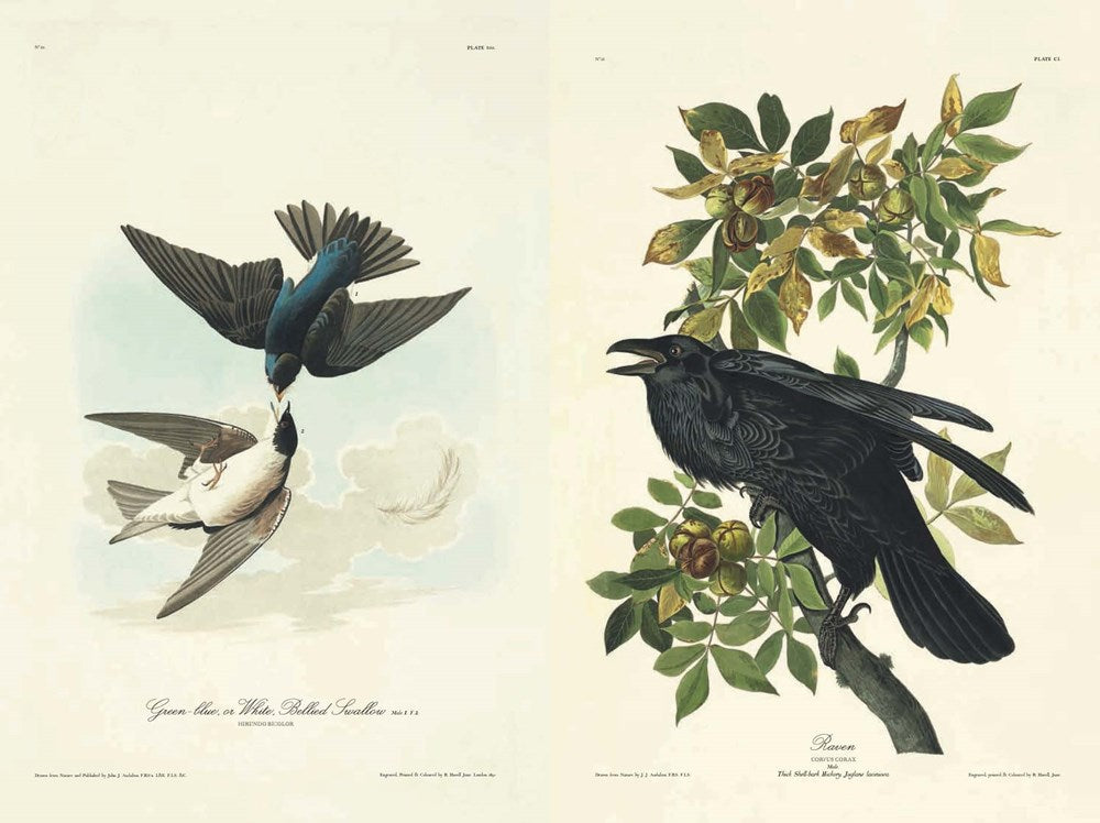 Birds of America by John James Audubon