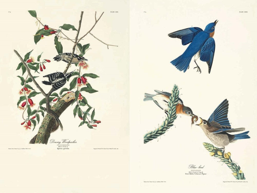 Birds of America by John James Audubon