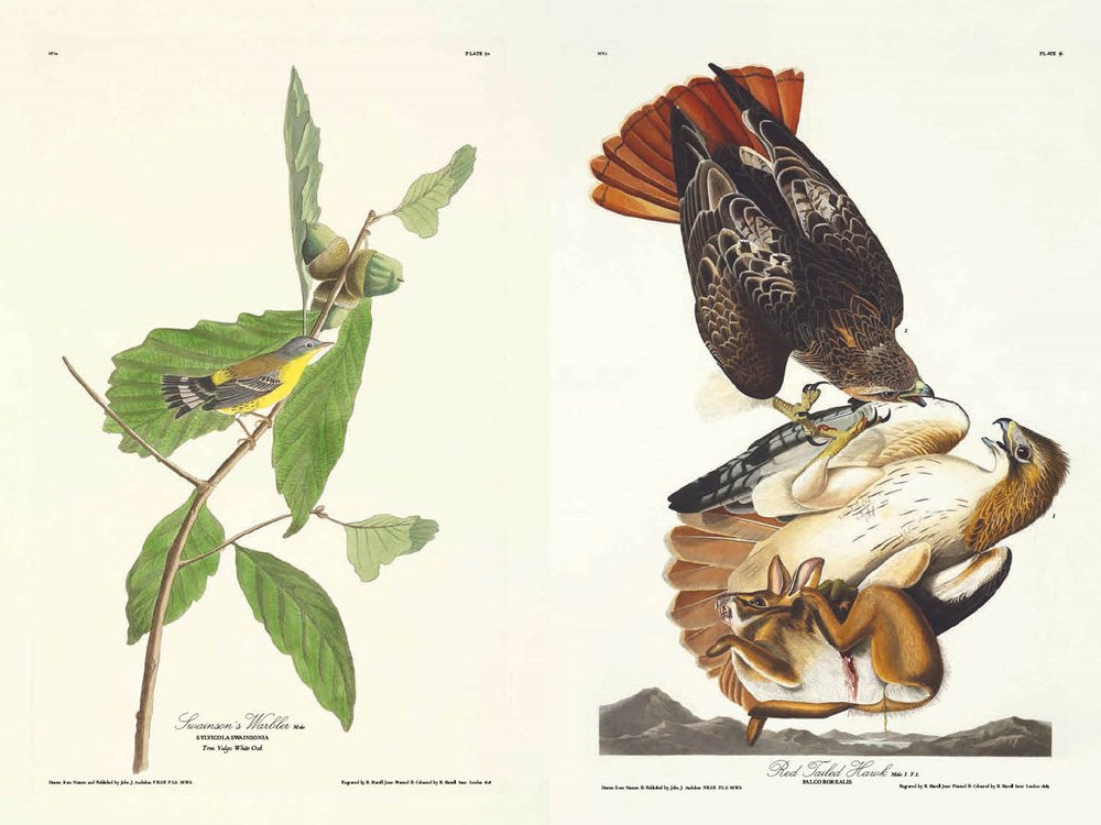 Birds of America by John James Audubon