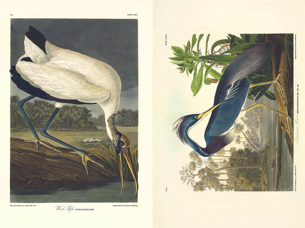 Birds of America by John James Audubon