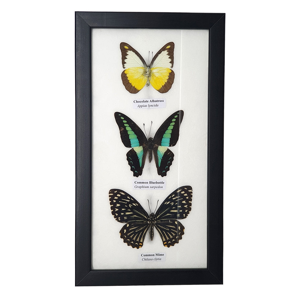 Taxidermy Butterfly Mounted Under Glass, Assorted | 3 Butterflies