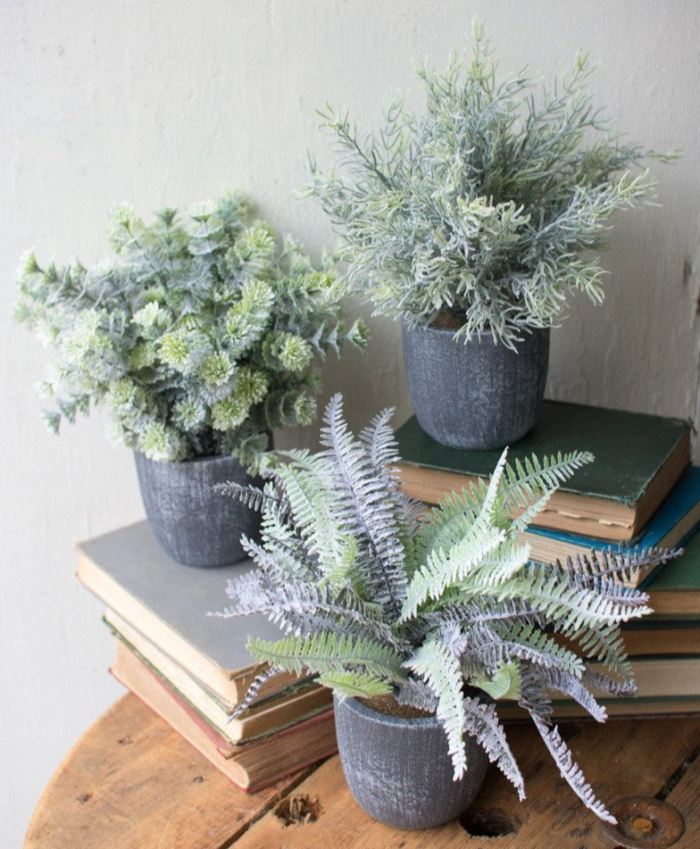 Fern Succulents With Grey Pots