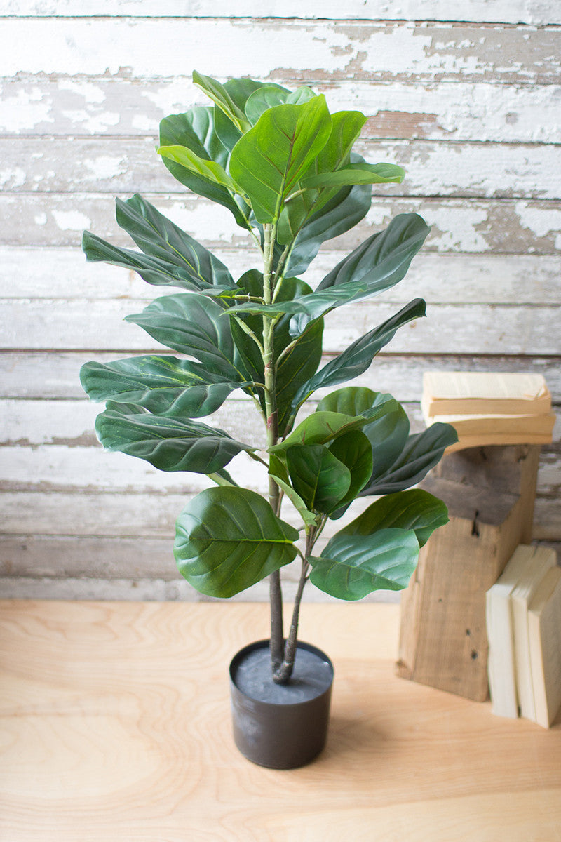 Fiddle Leaf Fig in Pot