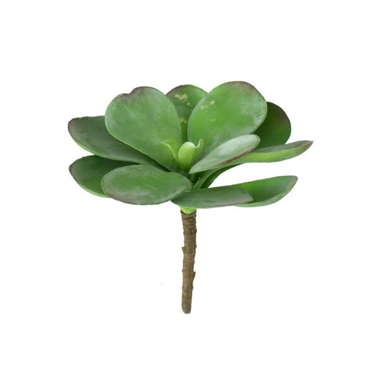 Paddle Succulent