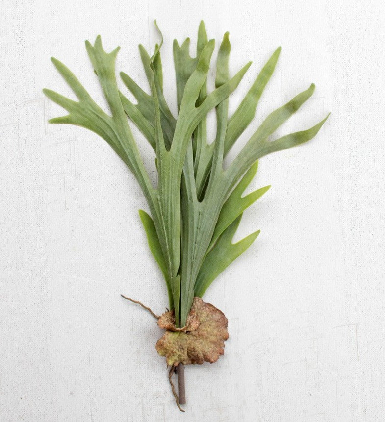 Staghorn Fern Stem