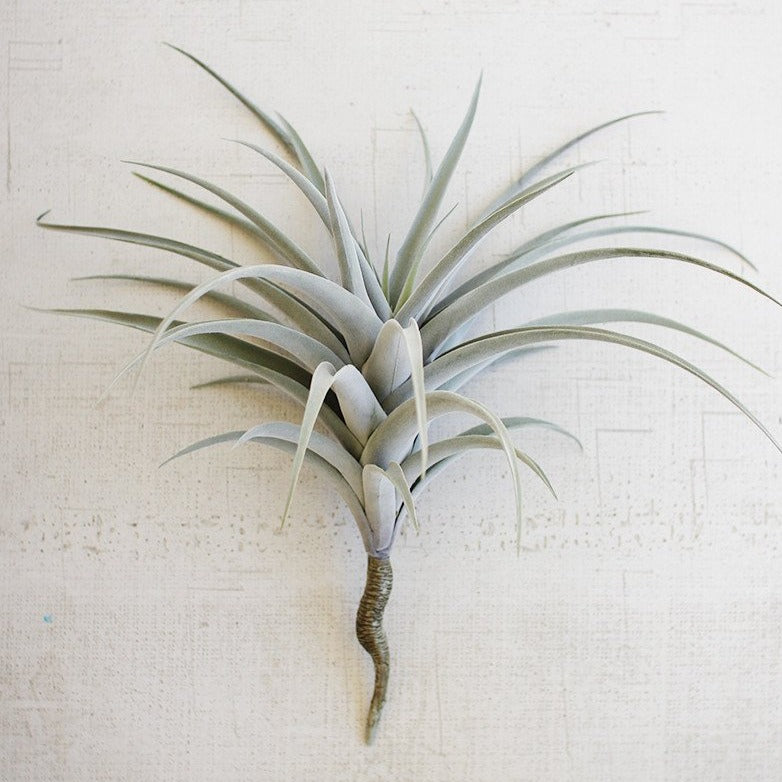 Giant Airplant