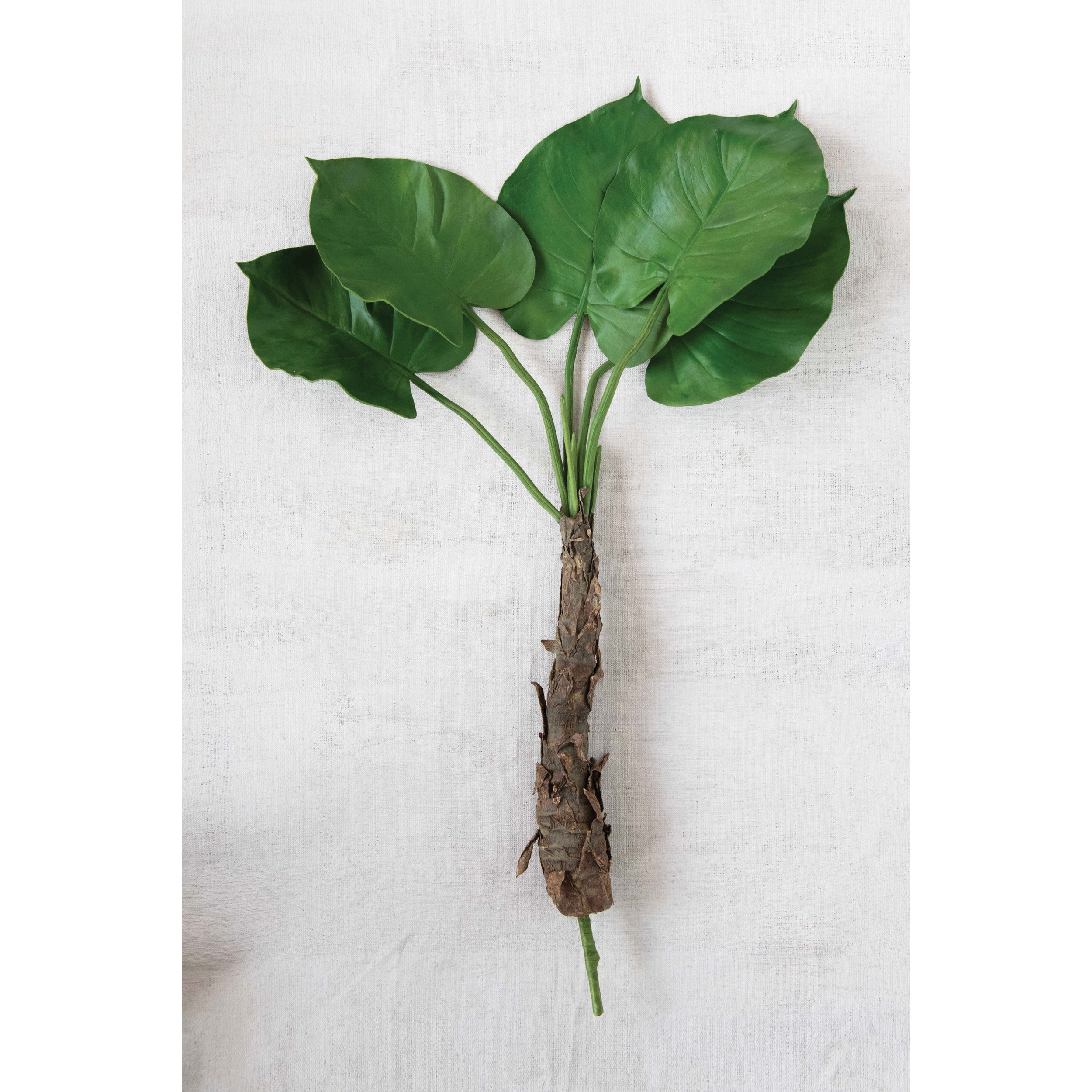 Philodendron Leaf Bunch with Roots*