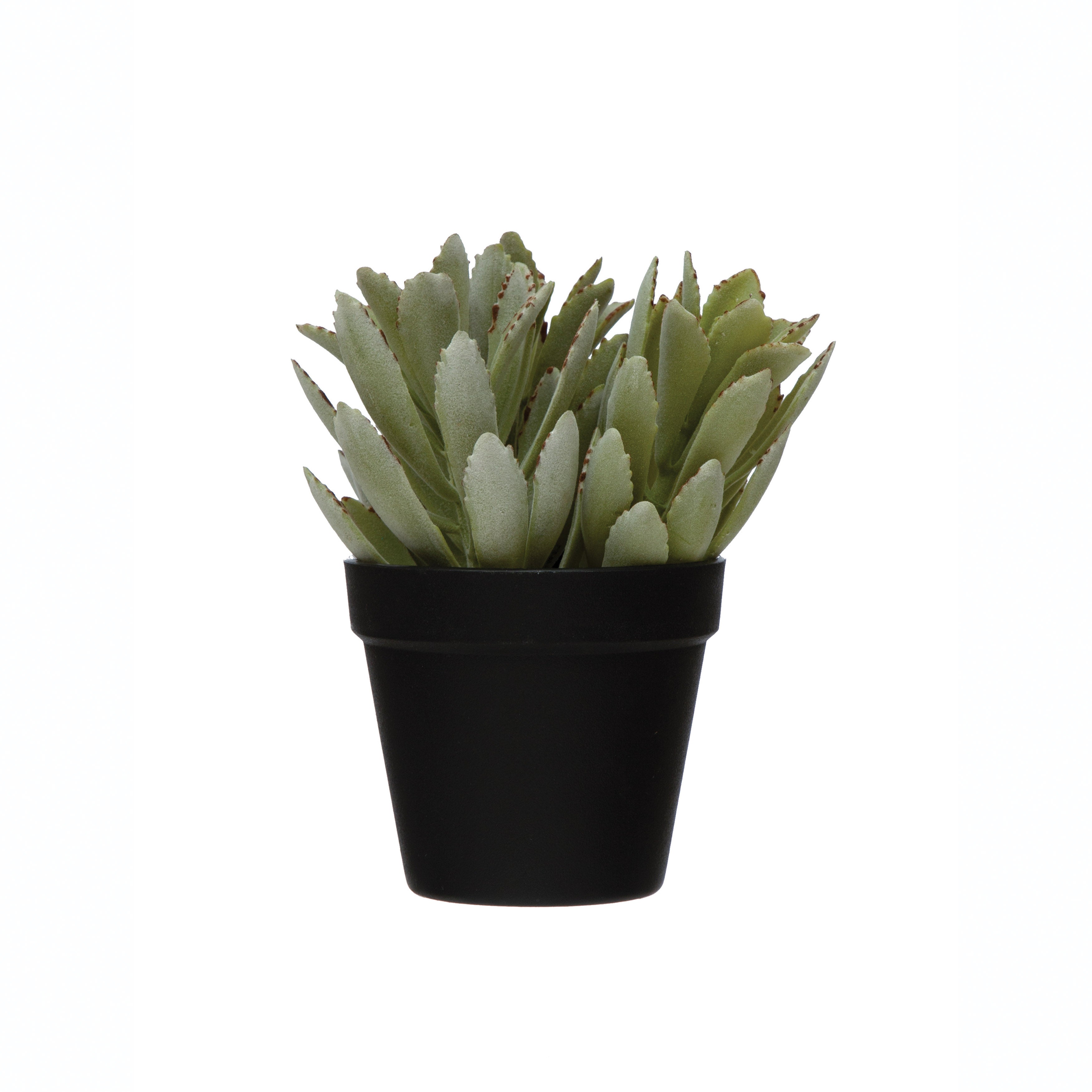 Faux Potted Klanchoe Tomentosa