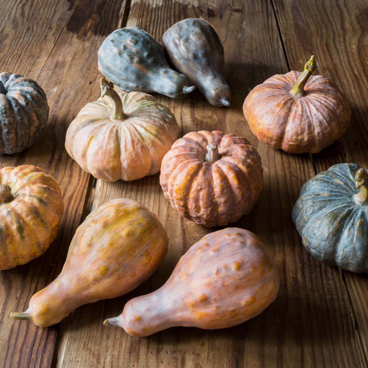 Gathered Pumpkin Gourd