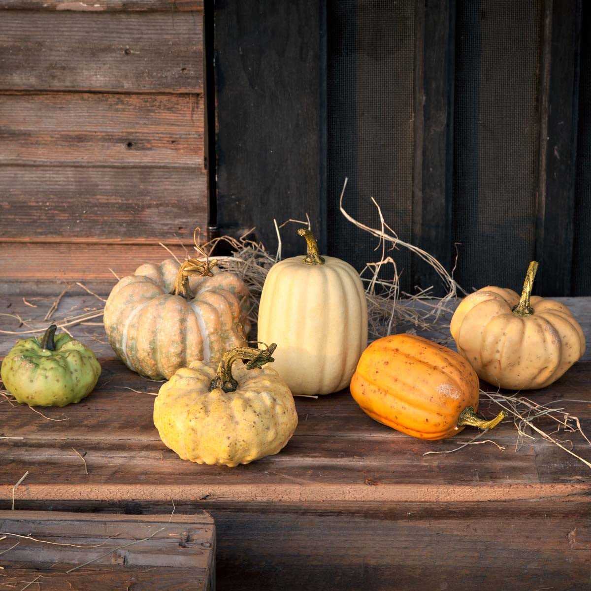 Mini Pumpkin