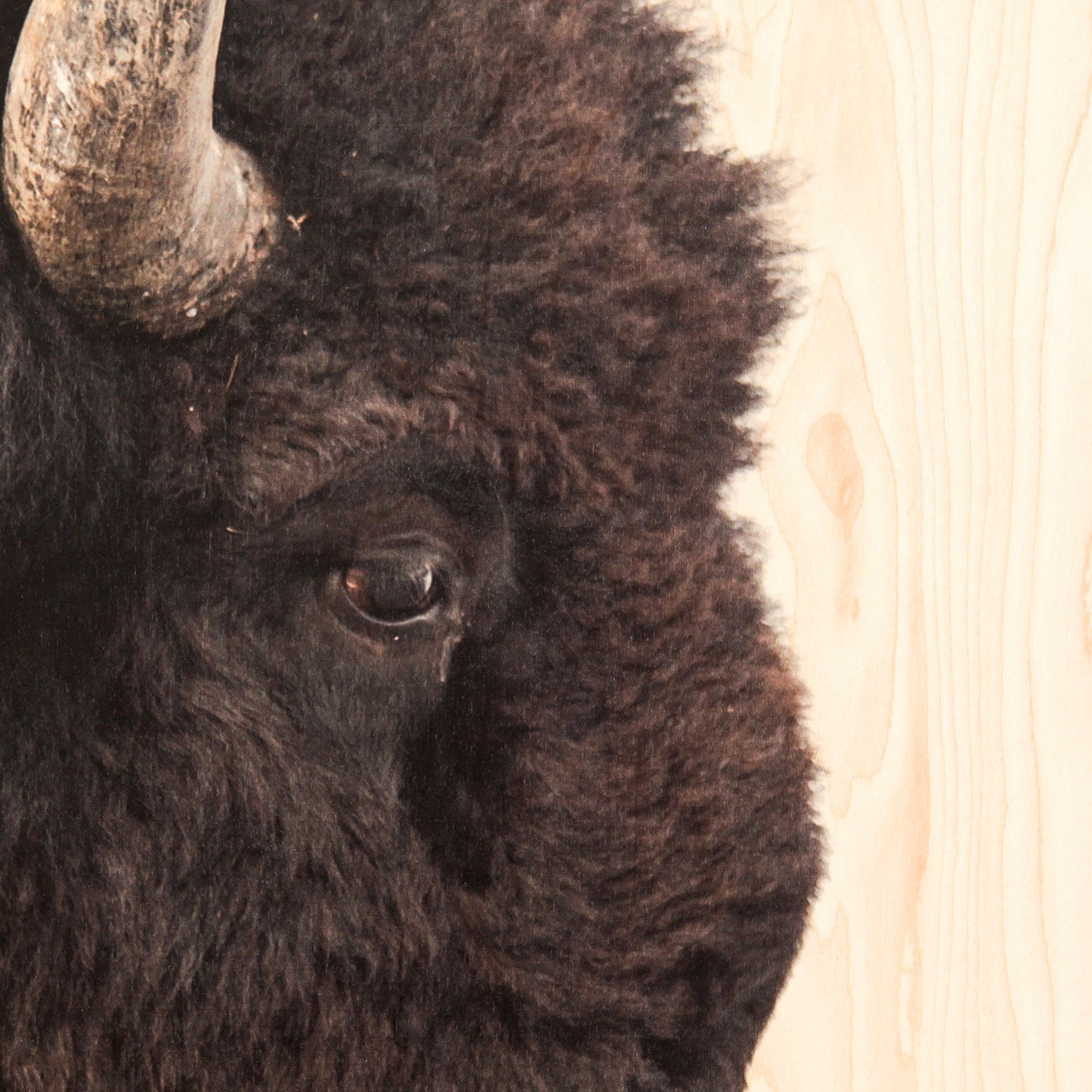 AMERICAN BISON WALL ART