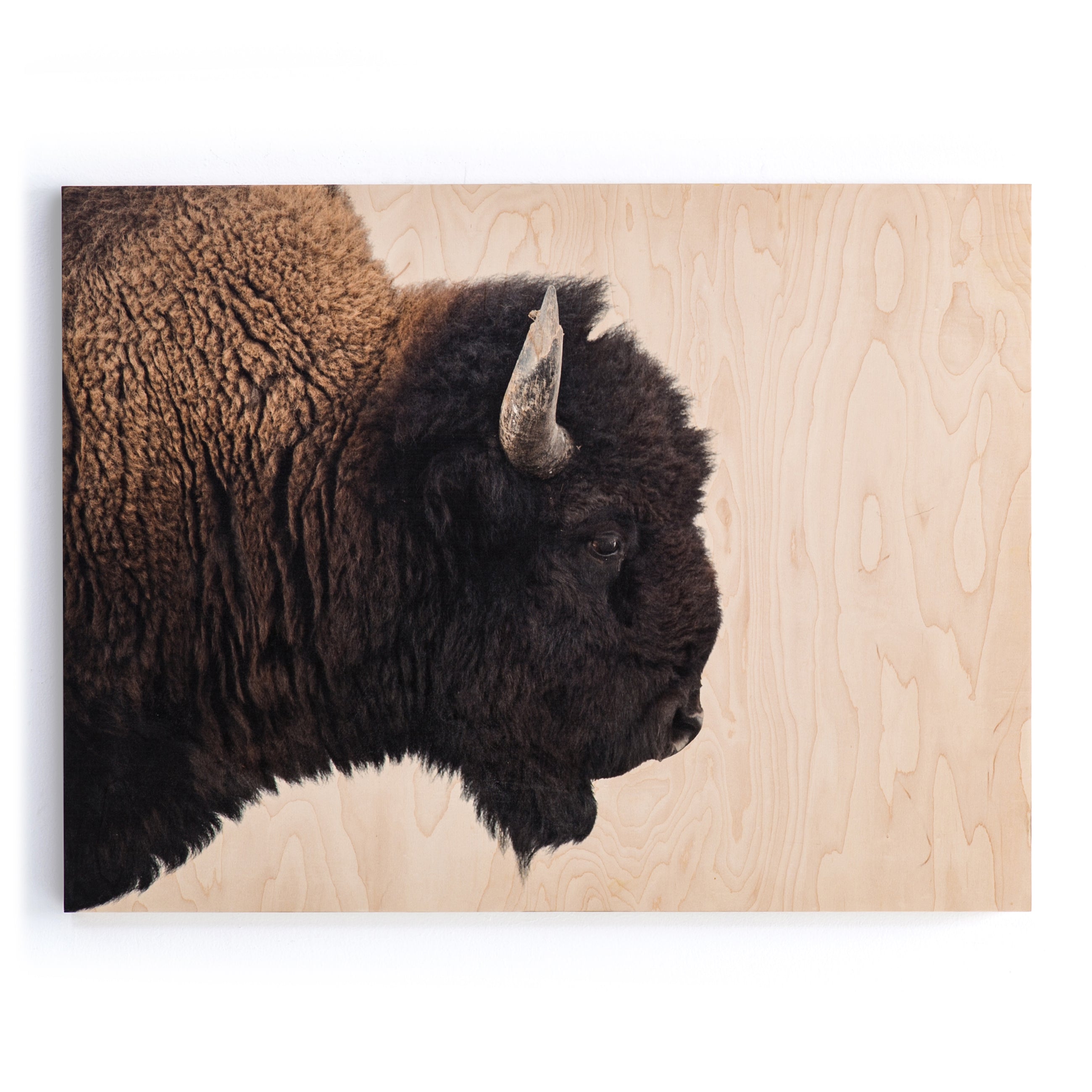 AMERICAN BISON WALL ART