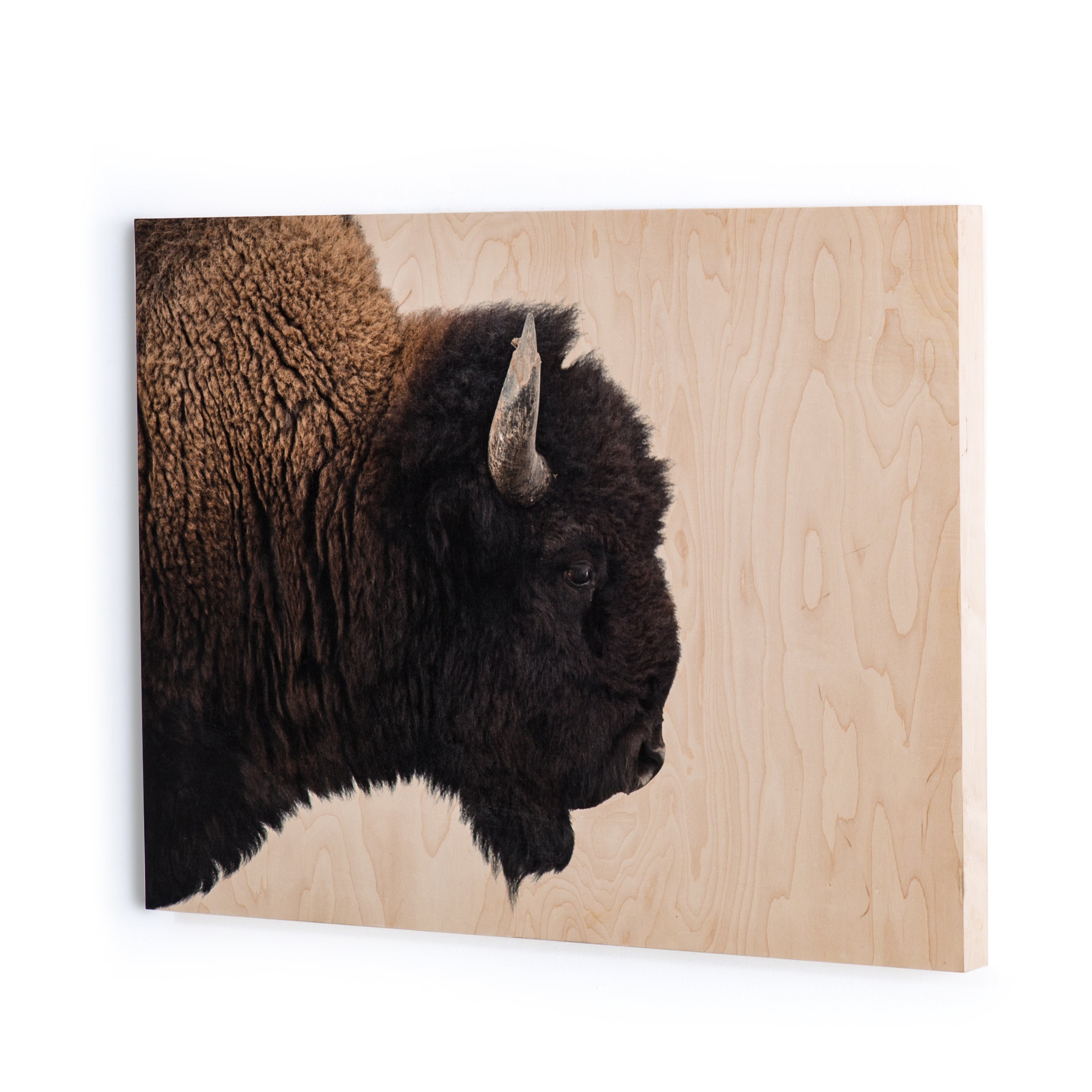 AMERICAN BISON WALL ART