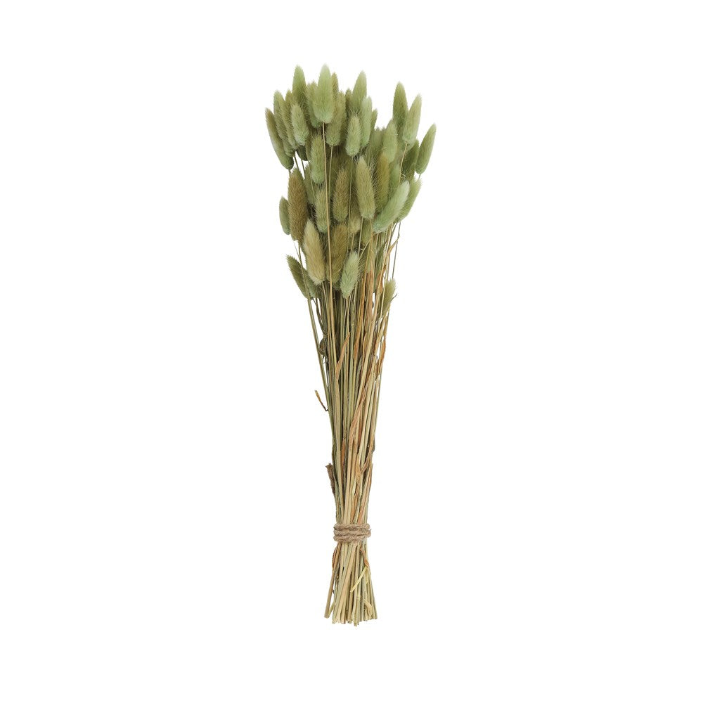 Dried Bunny Tail Grass Bunch