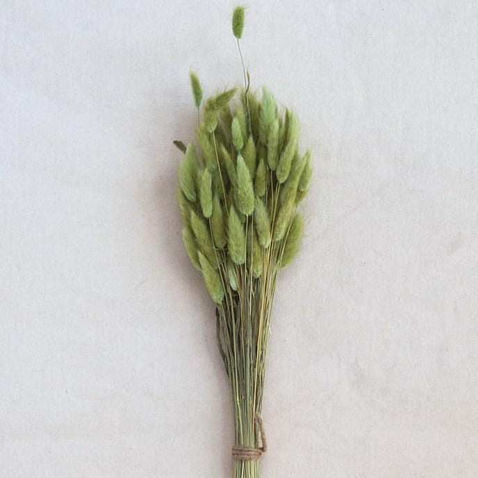 Dried Bunny Tail Grass Bunch